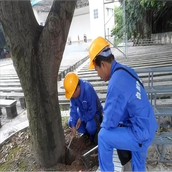 保护树木白蚁防治